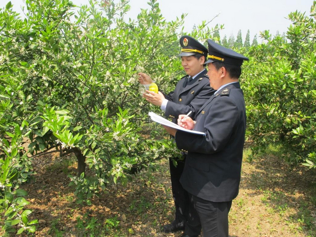 图为检验检疫人员在柑橘园现场布点