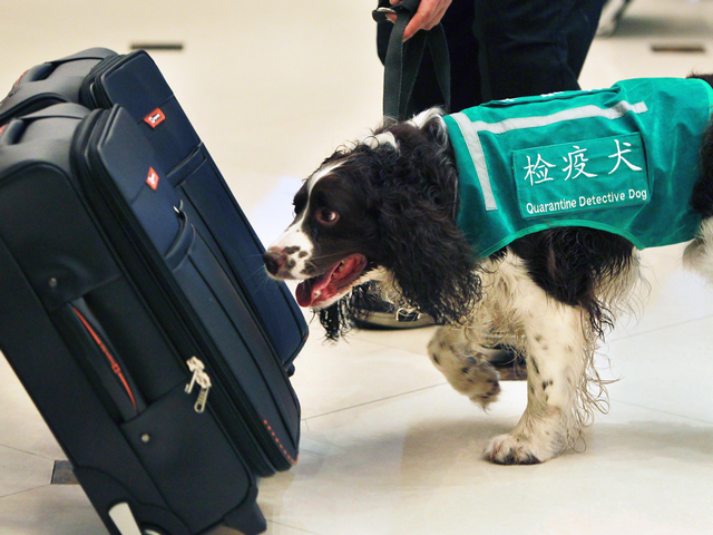 检疫犬